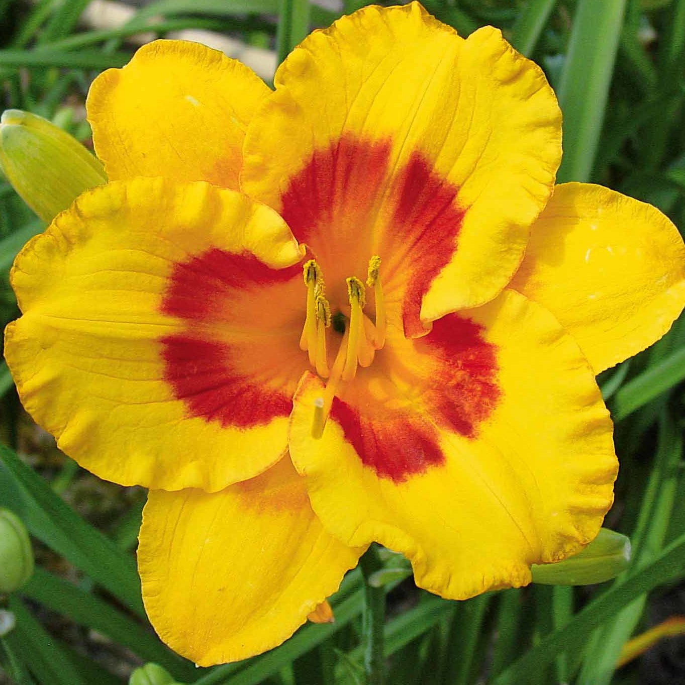 Taglilien ‘Fooled Me’ Serie 500 (x3) - Hemerocallis fooled me série 500 - Bakker