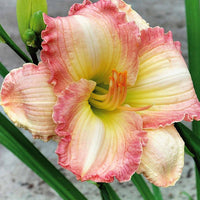 Taglilie ‘Frosted Vintage Ruffles’ Serie 500 (x3) - Bakker