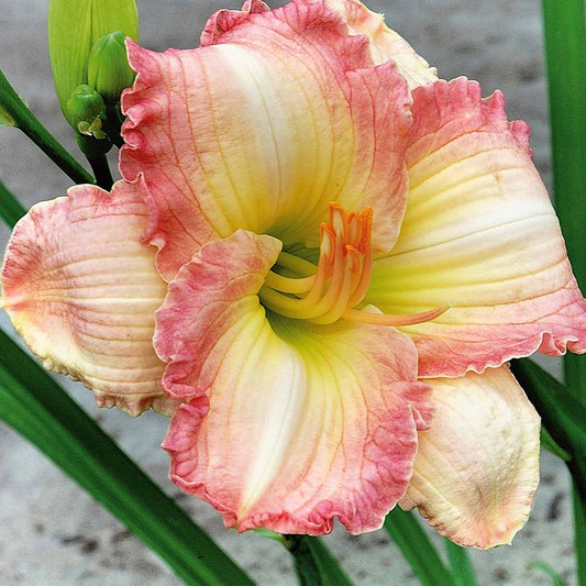 Taglilie ‘Frosted Vintage Ruffles’ Serie 500 (x3) - Bakker