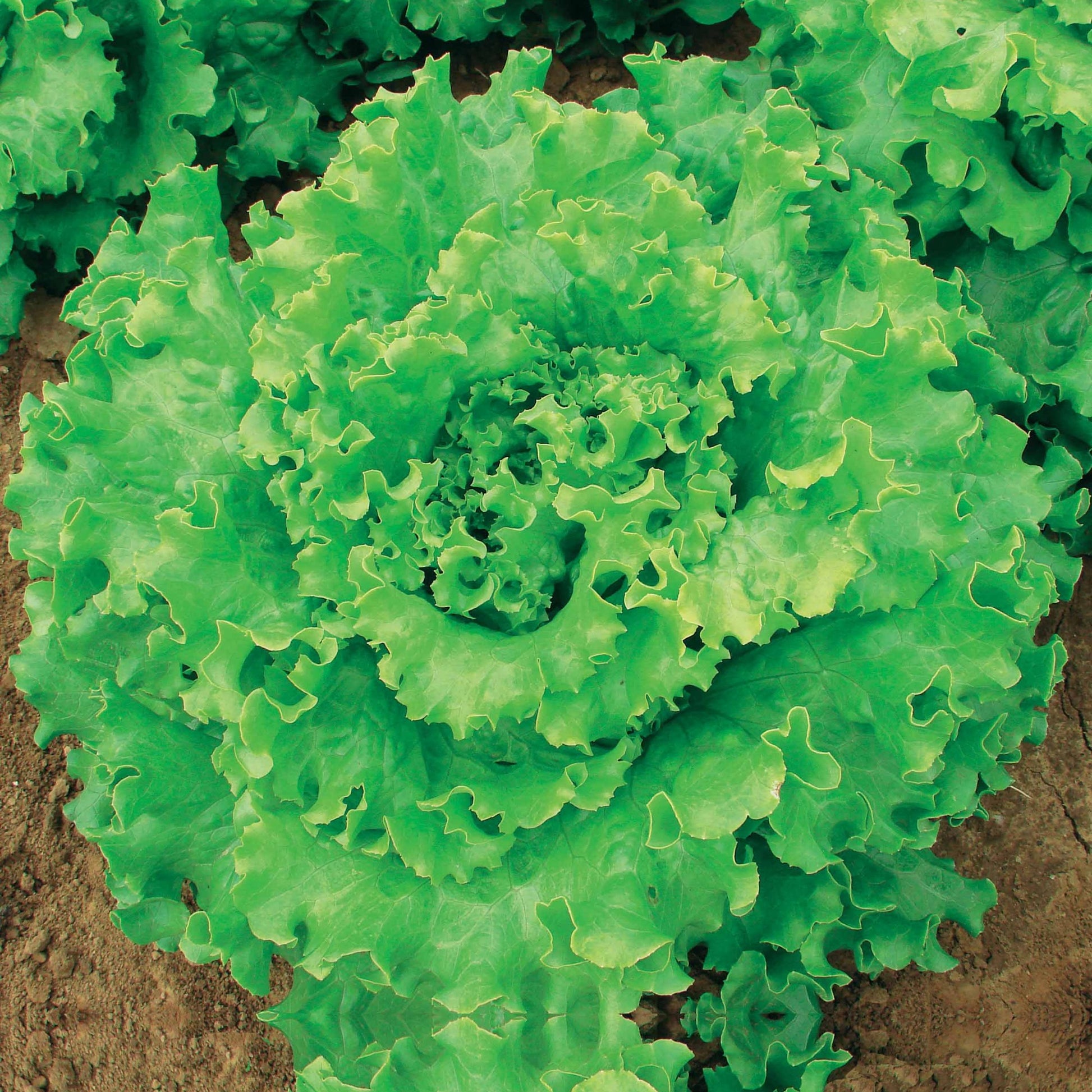 Lactuca sativa capitata florine - Bataviasalat Florine - Samen für Salate