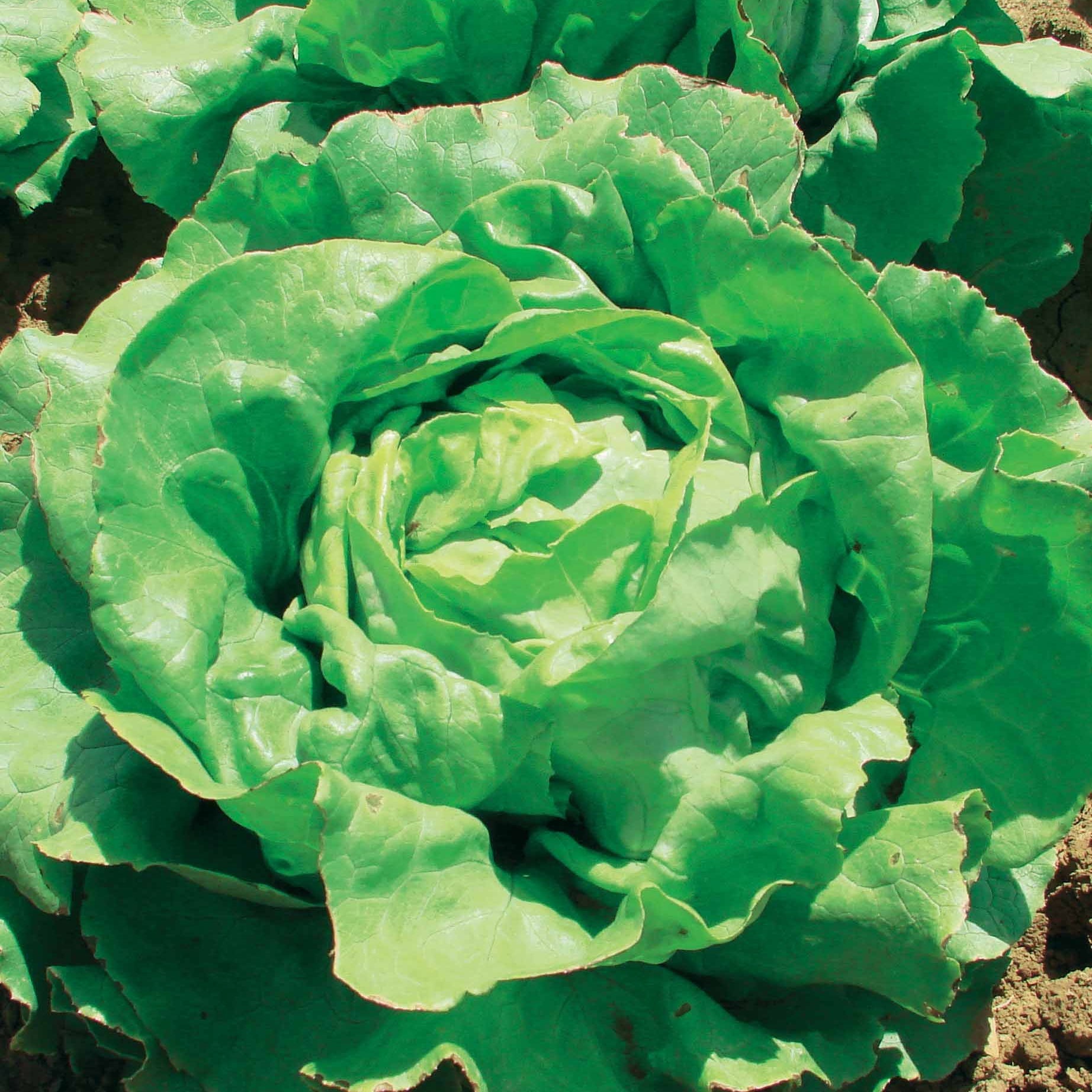 Lactuca sativa Deliane - Kopfsalat Deliane - Samen für Salate