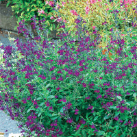 Salvia jamensis Violette de Loire ® Barsal - Strauchsalbei ‘Violette de Loire®’ - Salbei