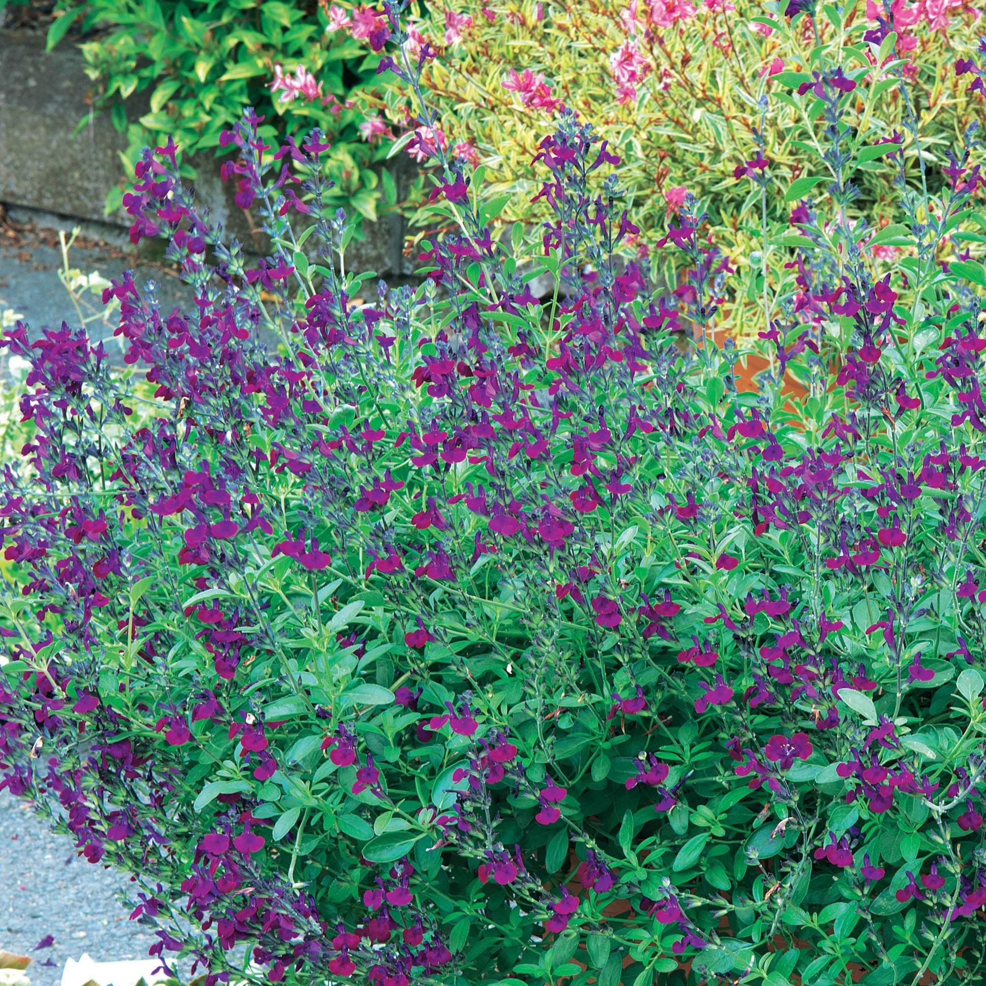 Salvia jamensis Violette de Loire ® Barsal - Strauchsalbei ‘Violette de Loire®’ - Salbei