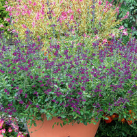 Verkauf Strauchsalbei ‘Violette de Loire®’ - Salvia jamensis Violette de Loire ® Barsal