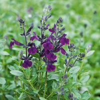 Salbei - Strauchsalbei ‘Violette de Loire®’ - Salvia jamensis Violette de Loire ® Barsal