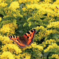 Solidago luteus - Goldrute (x5) - Solidago - Goldrute