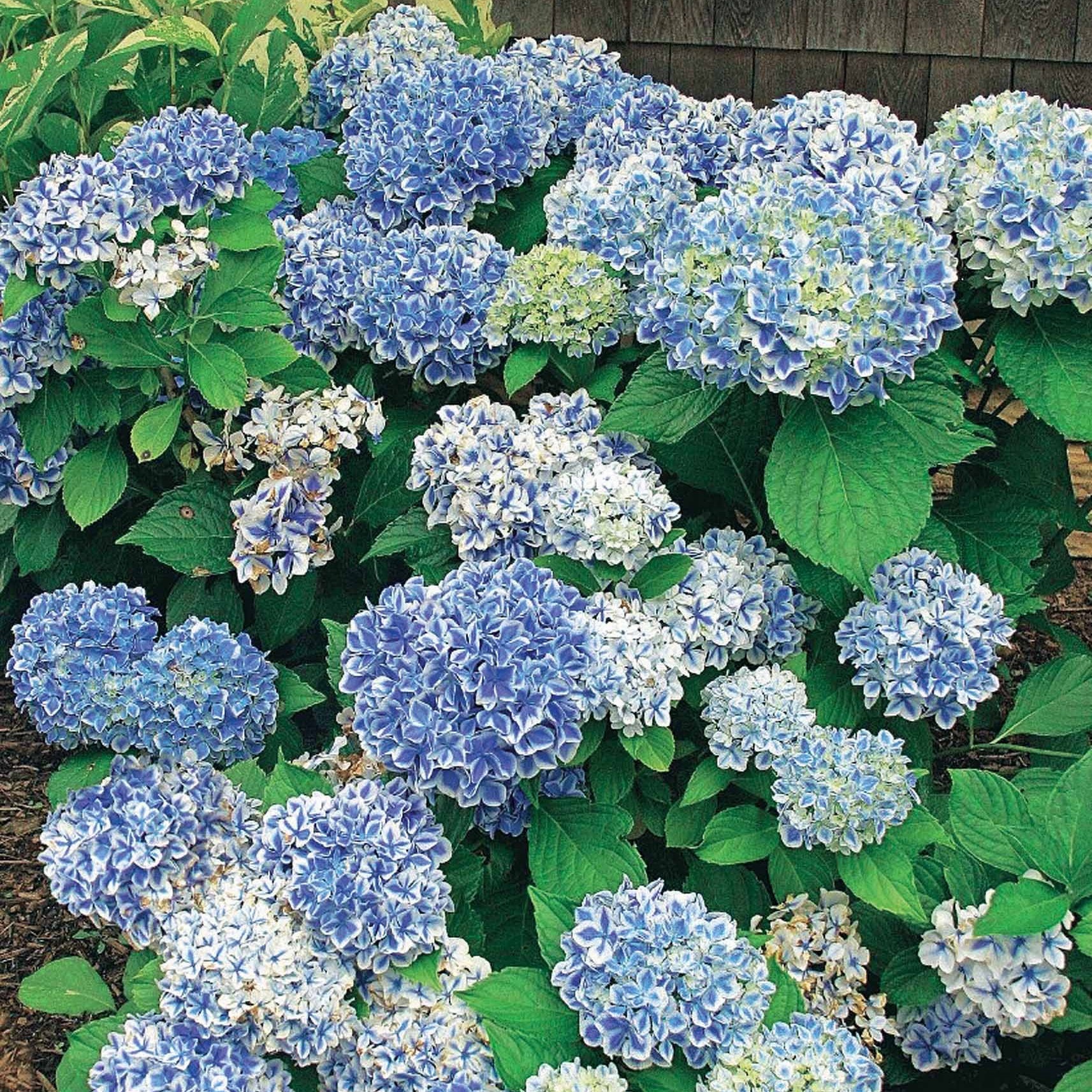Hortensie Peppermint - Hydrangea macrophylla peppermint - Bakker