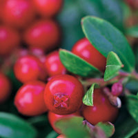 Vaccinium vitis idaea miss cherry ® (meliro) - Preiselbeere Miss Cherry ® - Heidelbeeren