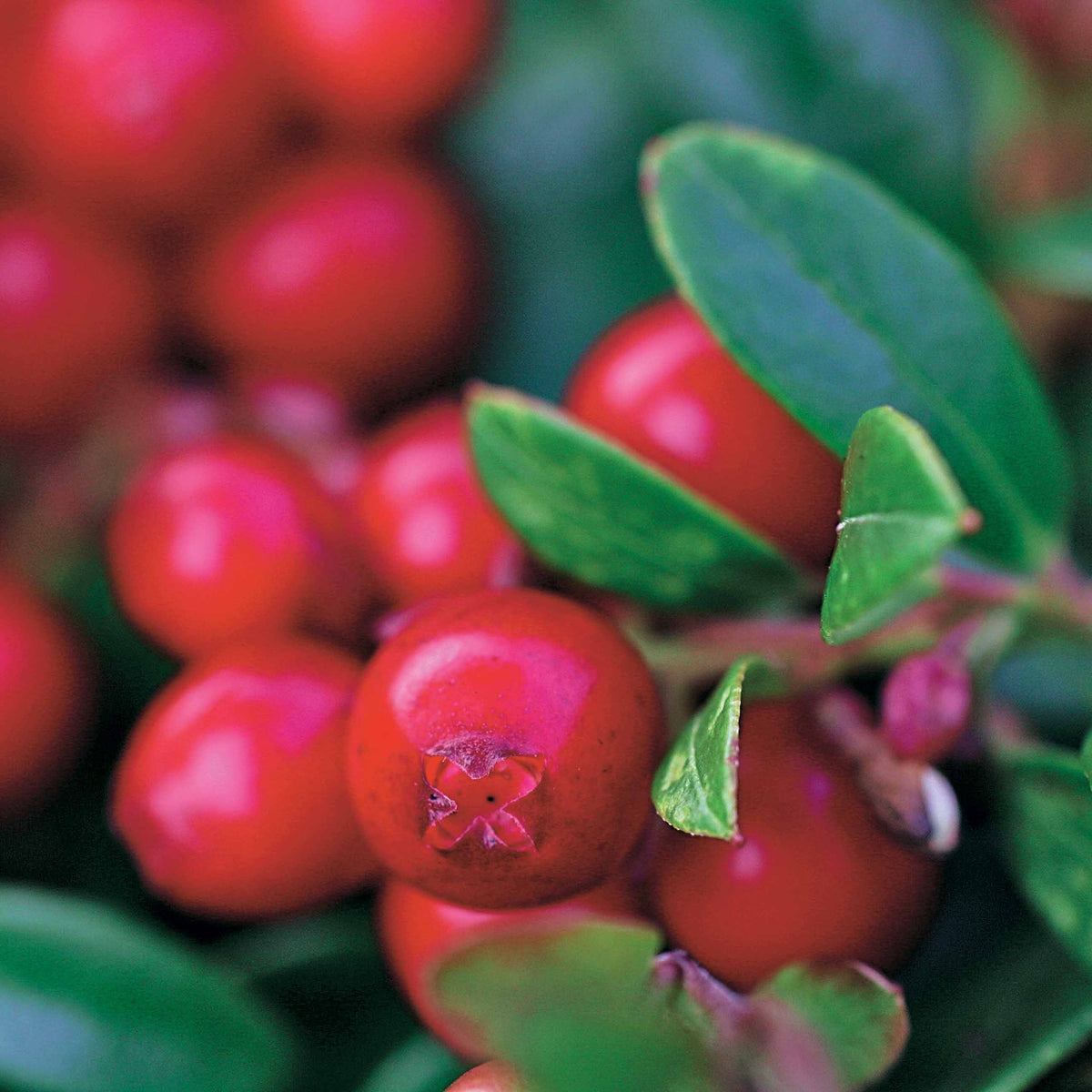 Vaccinium vitis idaea miss cherry ® (meliro) - Preiselbeere Miss Cherry ® - Heidelbeeren