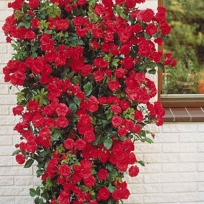 Kletterrosen - Kletterrose rot - Rosa