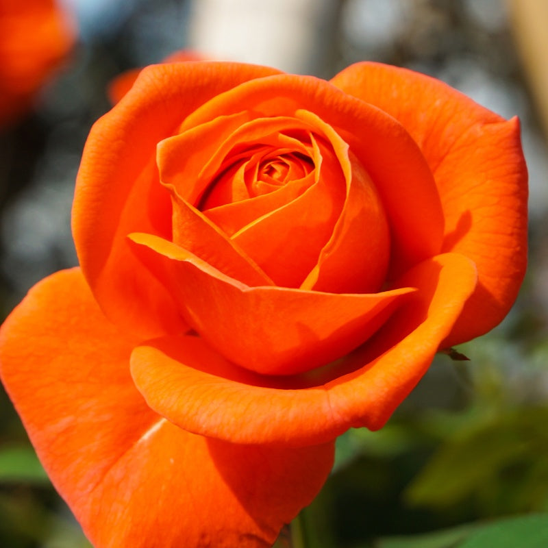 Strauchrose orange - Rosa - Bakker