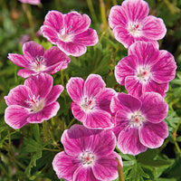 Geranien - Blut-Storchschnabel ‘Elke’ - Geranium sanguineum Elke