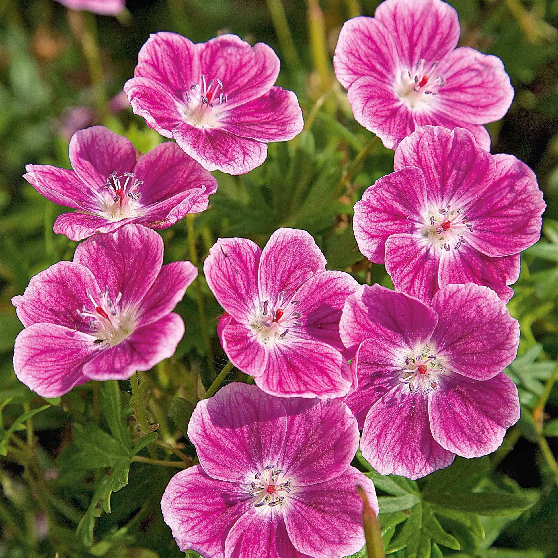 Geranien - Blut-Storchschnabel ‘Elke’ - Geranium sanguineum Elke
