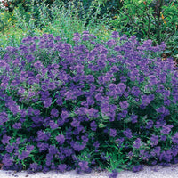 Bartblume Blauer Spatz - Caryopteris x clandonensis Blauer Spatz - Bakker