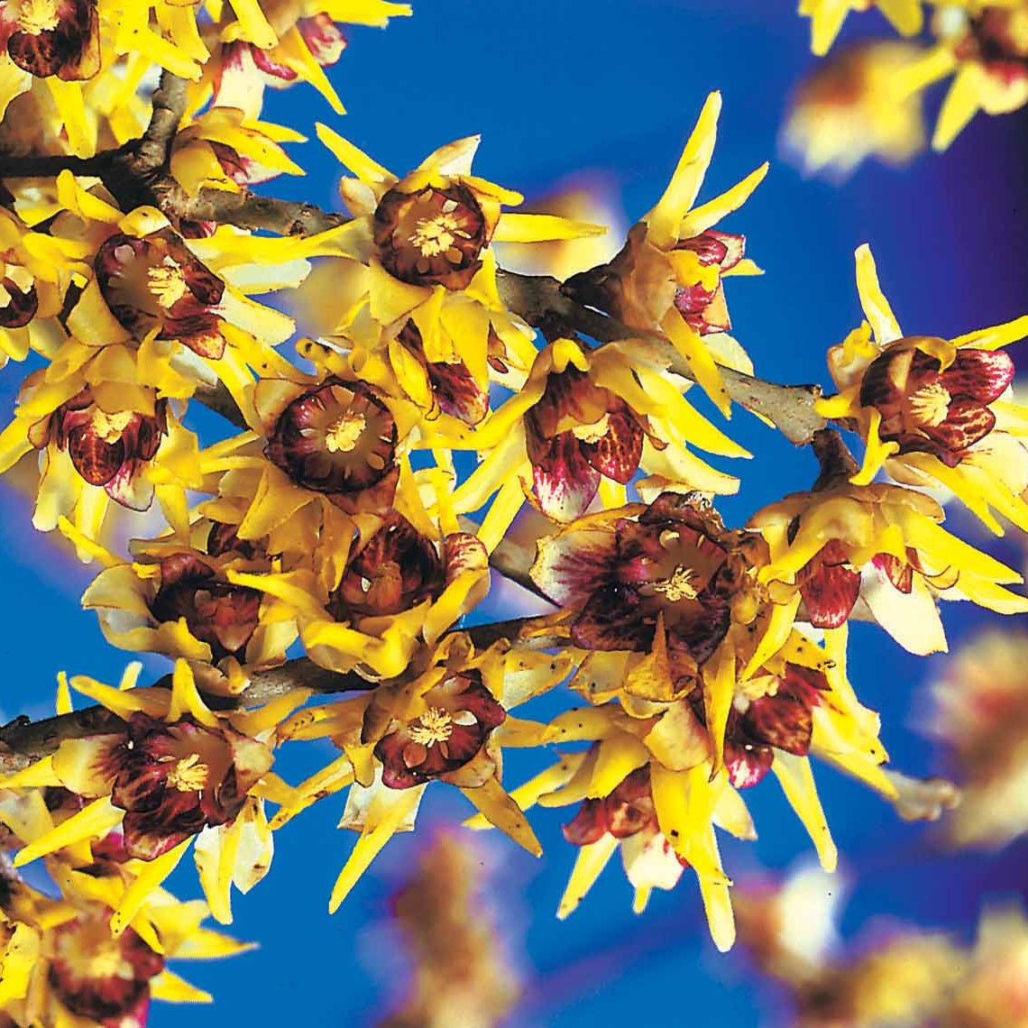 Sträucher - Winterblüte - Chimonanthus praecox