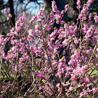Seidelbast - Daphne mezereum rubra - Bakker