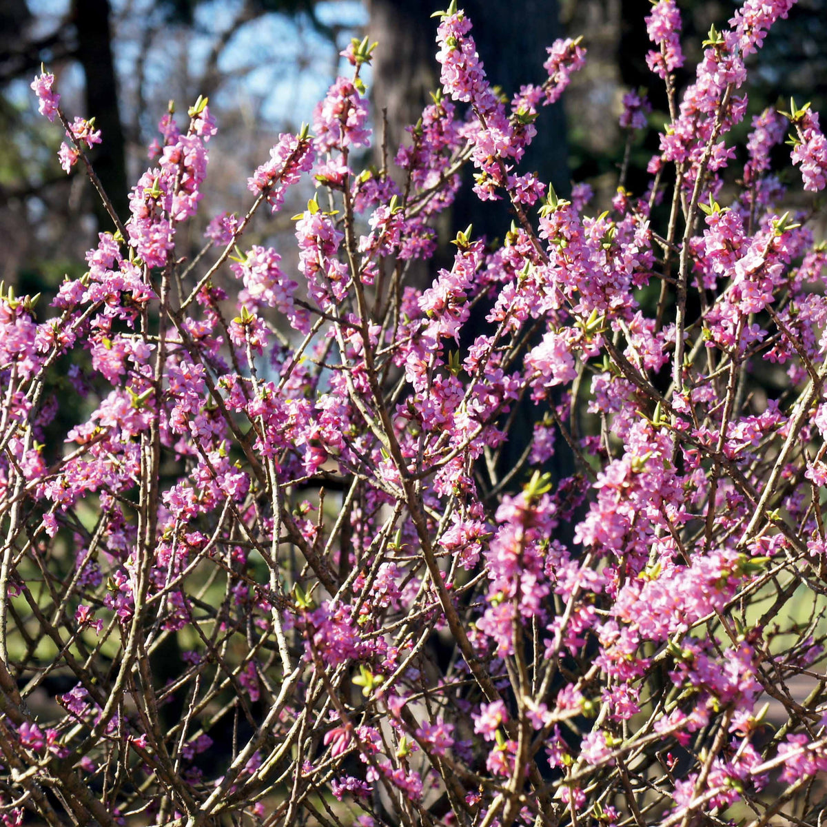Seidelbast - Daphne mezereum rubra - Bakker