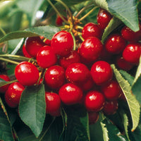 Kirschbäume - Süßkirsche ‘Summit’ - Prunus avium Summit
