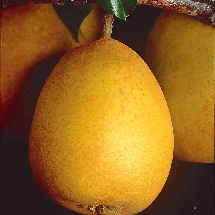 Birnbaum Beurré Hardy - Pyrus communis Beurré Hardy - Bakker