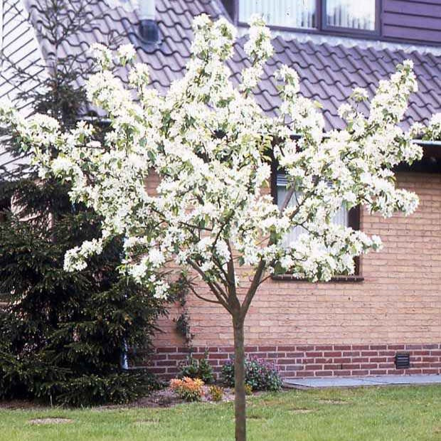 Pyrus communis Doyenné du Comice - Birne ‘Doyenné du Comice’ - Birnbäume