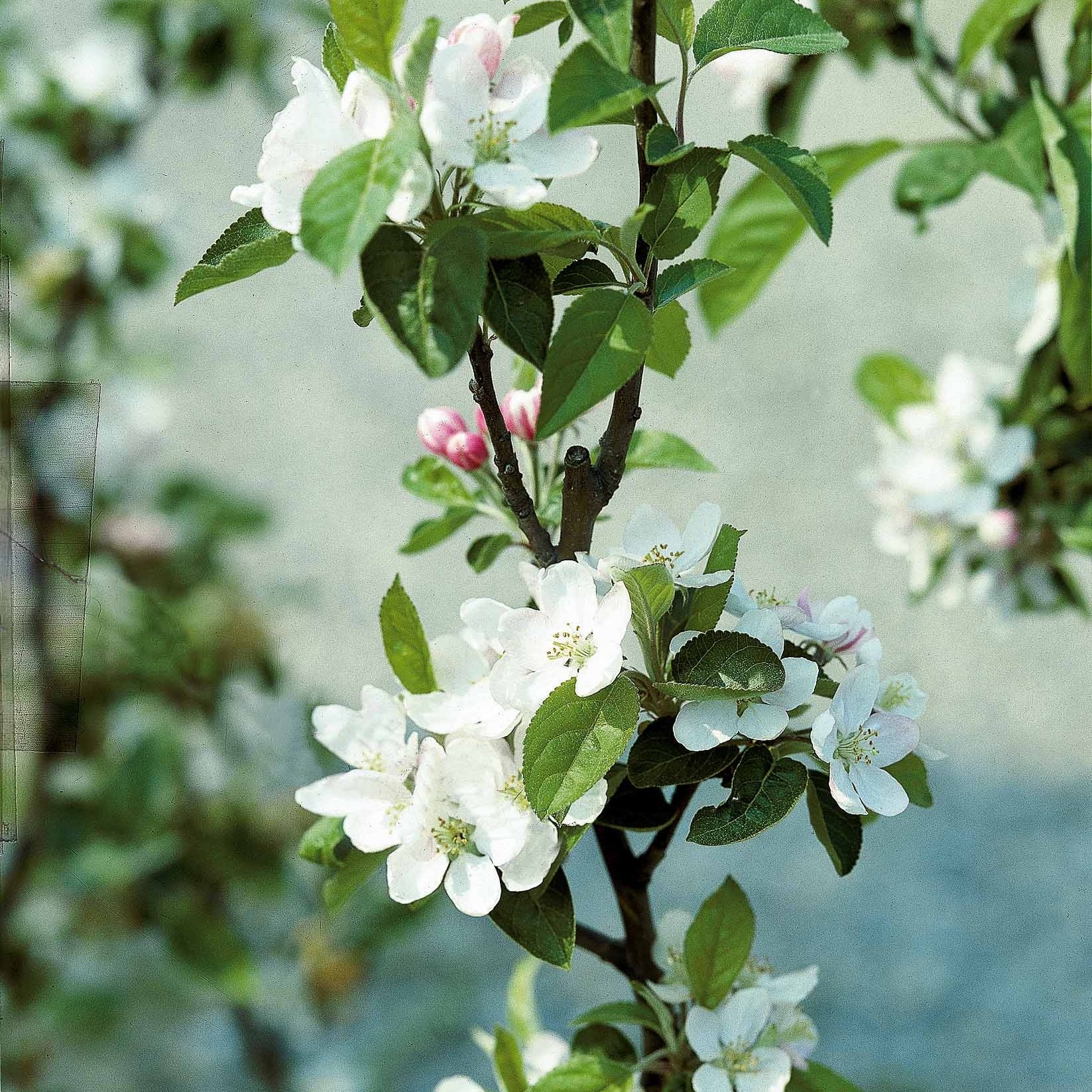Apfelbäume - Apfelbaum ‘Golden Delicious’ - Malus domestica Golden Delicious