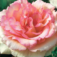 Beetrose ‘Souvenir de Baden-Baden®’ - Bakker
