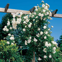 Rosa Hella - Kletterrose Hella - Kletterrosen