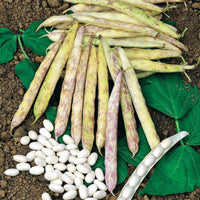 Buschbohne Auslesebohne ‘Cocagne’ - Phaseolus vulgaris cocagne - Bakker