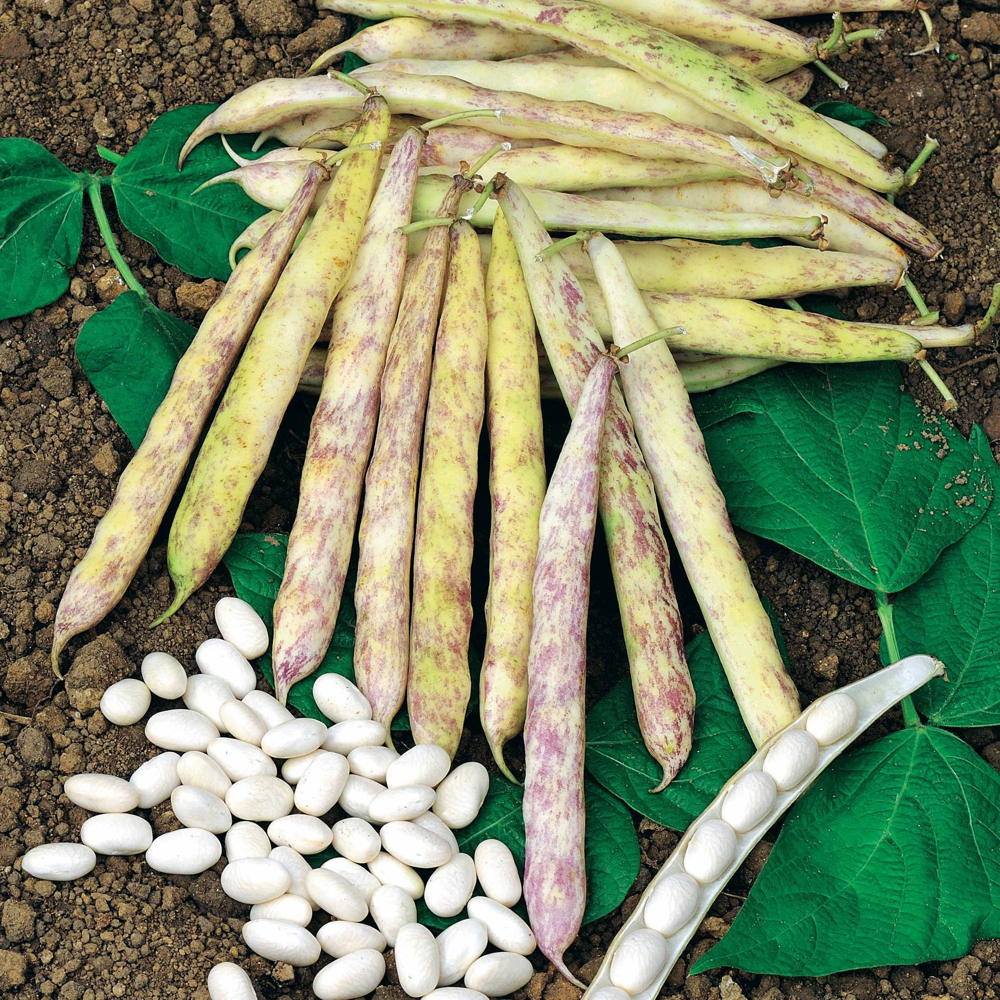 Buschbohne Auslesebohne ‘Cocagne’ - Phaseolus vulgaris cocagne - Bakker