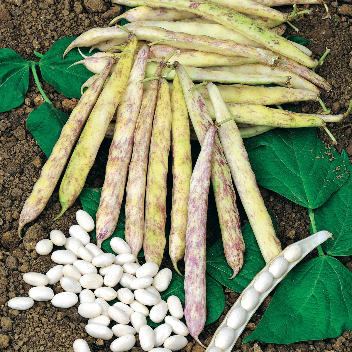 Buschbohne Auslesebohne ‘Cocagne’ - Phaseolus vulgaris cocagne - Bakker