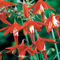Korallentröpfchen (x5) - Bessera elegans - Bakker