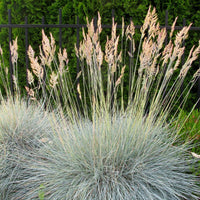 Echter Schaf-Schwingel - Festuca ovina Glauca - Bakker