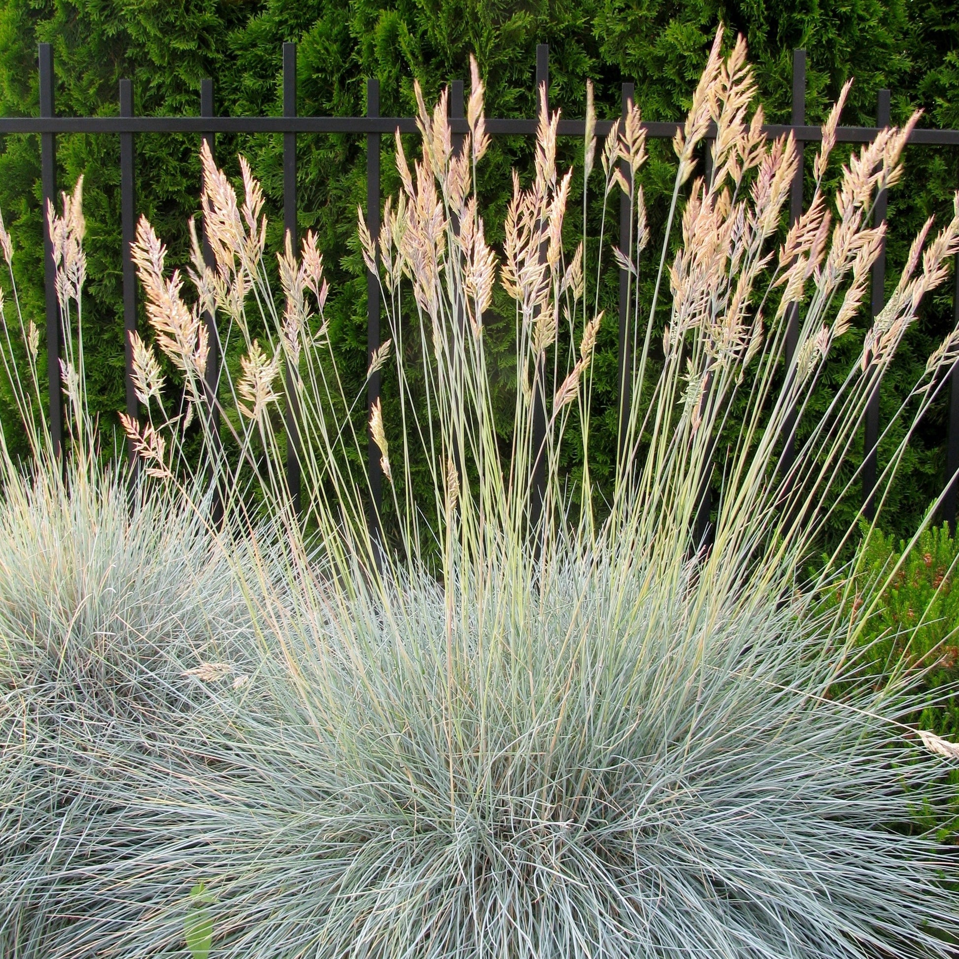 Echter Schaf-Schwingel - Festuca ovina Glauca - Bakker