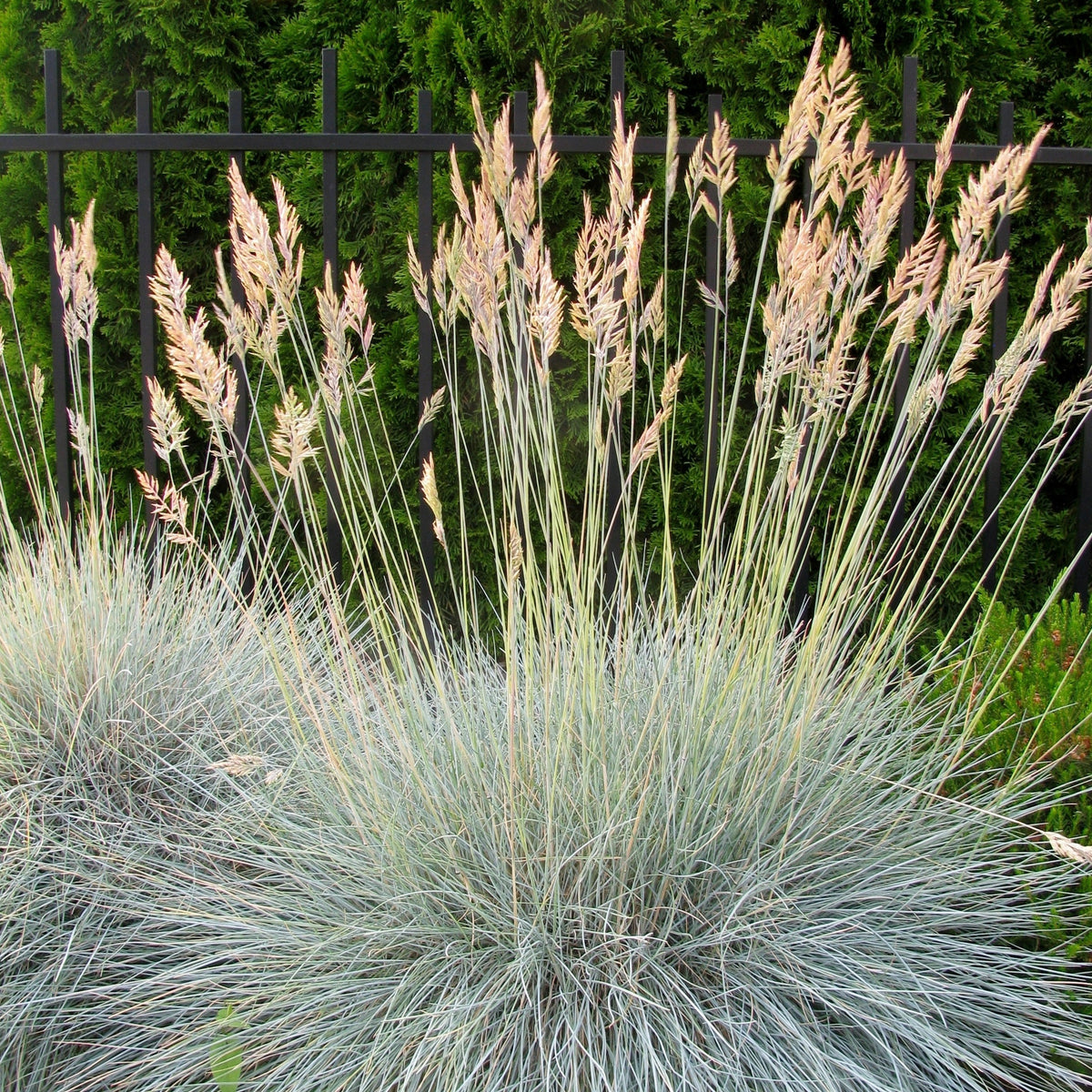 Echter Schaf-Schwingel - Festuca ovina Glauca - Bakker