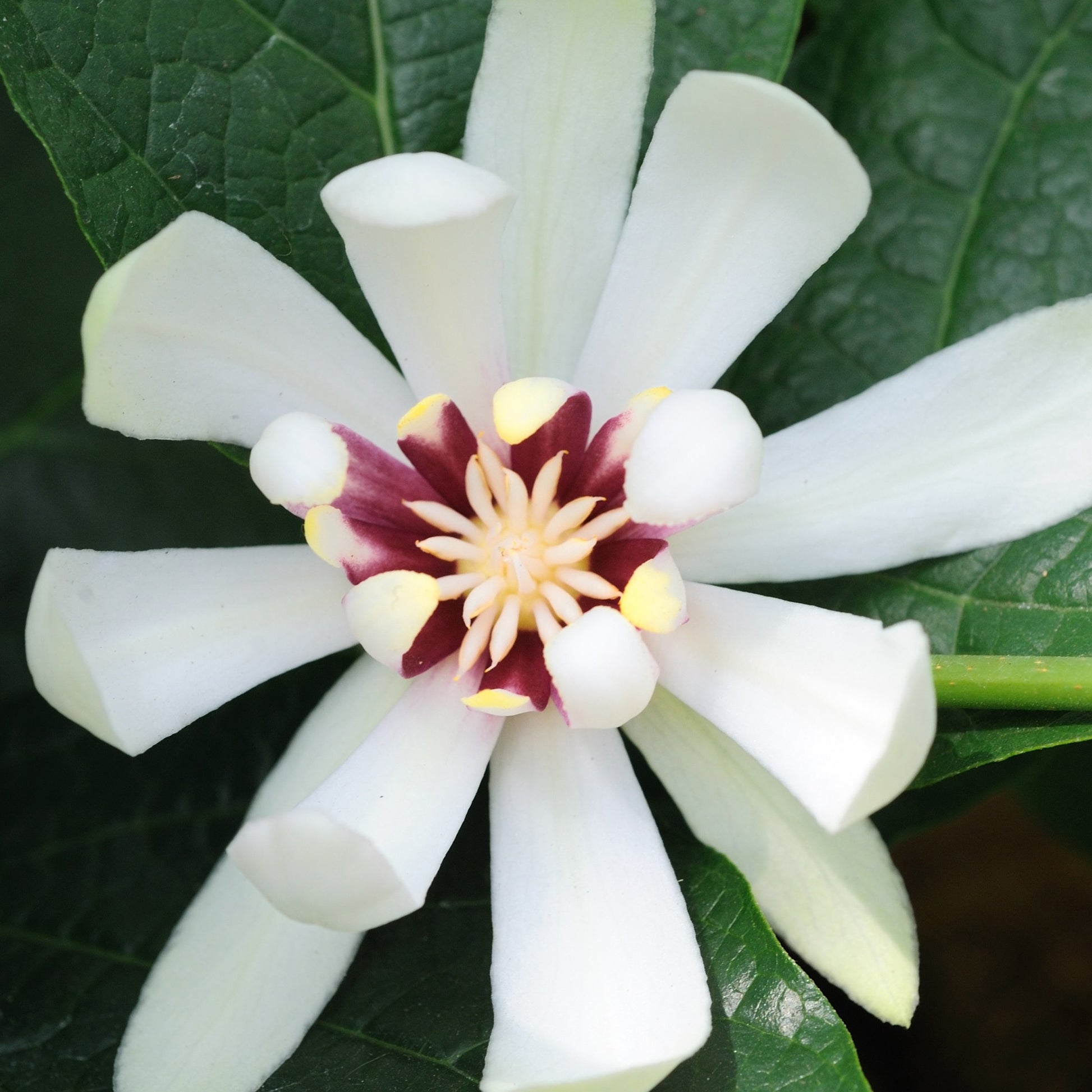 Chinesischer Wachsstrauch Venus - Sinocalycanthus venus - Bakker