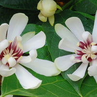 Sinocalycanthus venus - Chinesischer Wachsstrauch Venus - Sträucher
