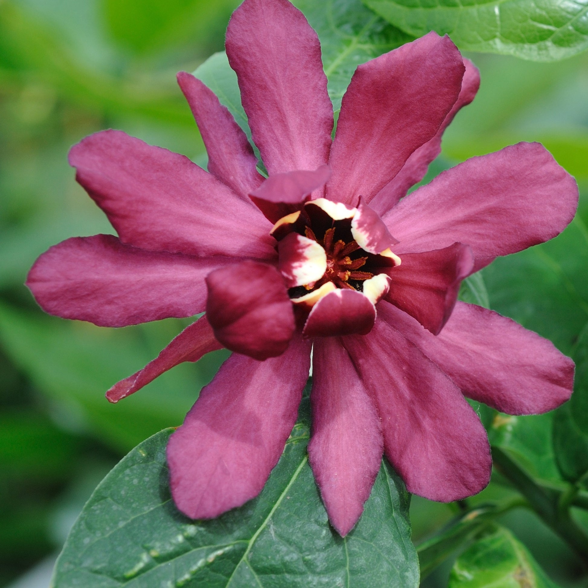Sinocalycanthus x raulstonii hartlage wine - Chinesischer Wachsstrauch Hartlage Wine - Sträucher