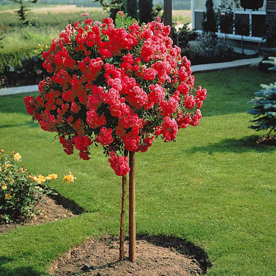 Stammrose Excelsa - Rosa wichuraiana excelsa - Bakker