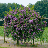 Hochstammrose ‘Veilchenblau’ - Rosa veilchenblau - Bakker