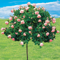 Rosa wichuraiana New Dawn - Stammrose New Dawn - Stängelrosen