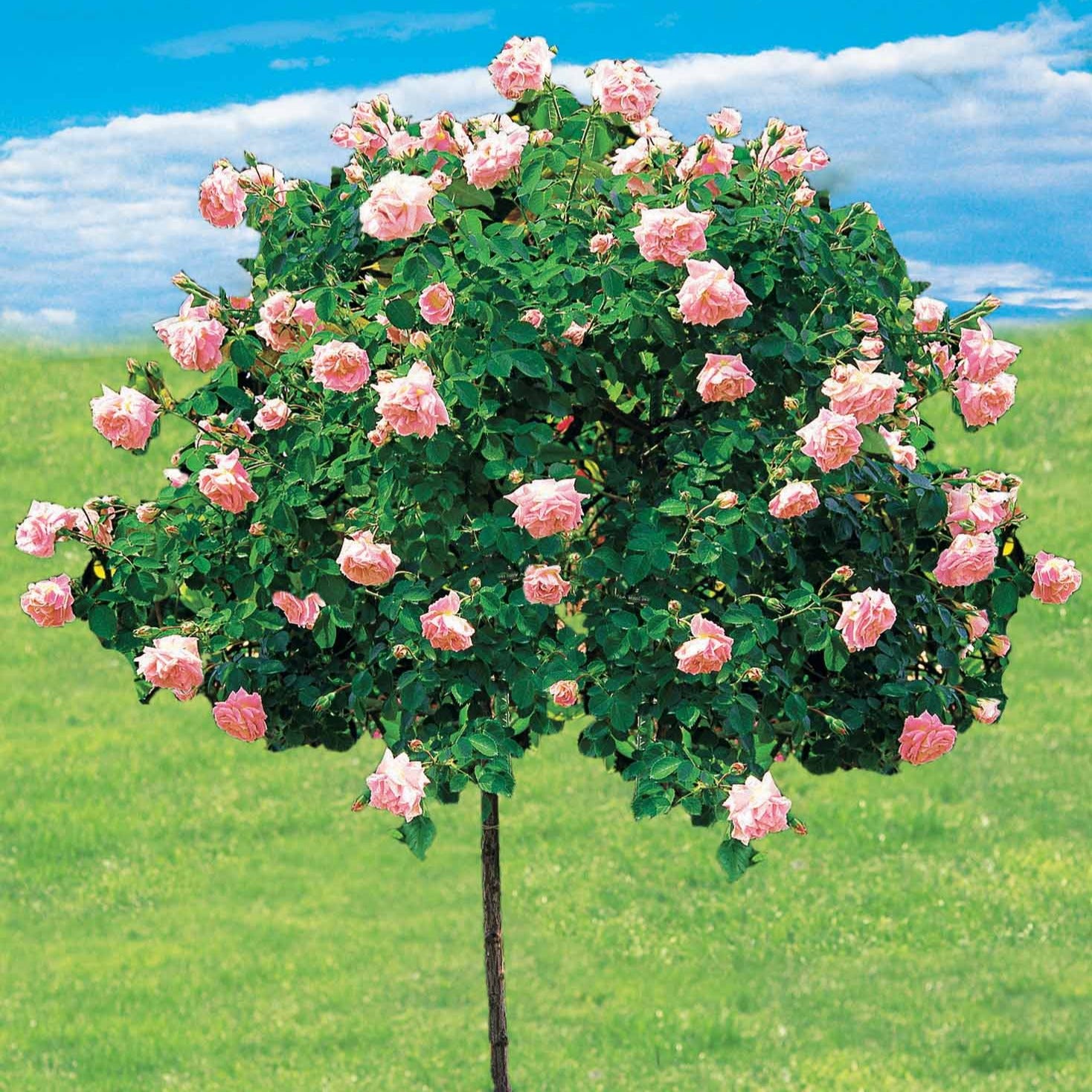 Rosa wichuraiana New Dawn - Stammrose New Dawn - Stängelrosen