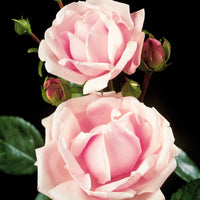 Stammrose New Dawn - Rosa wichuraiana New Dawn - Bakker