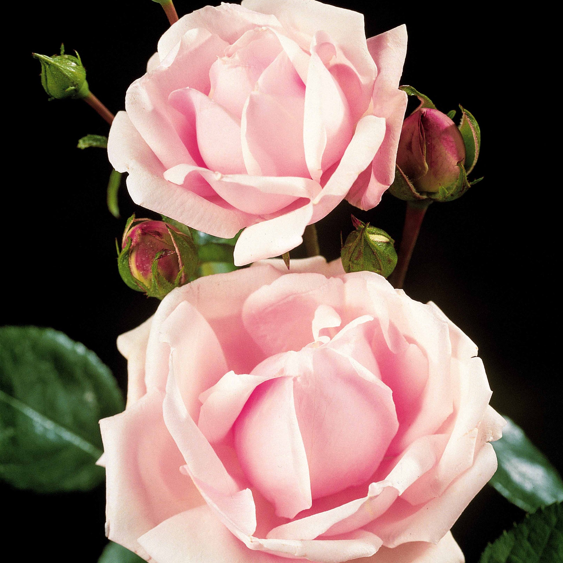 Stammrose New Dawn - Rosa wichuraiana New Dawn - Bakker