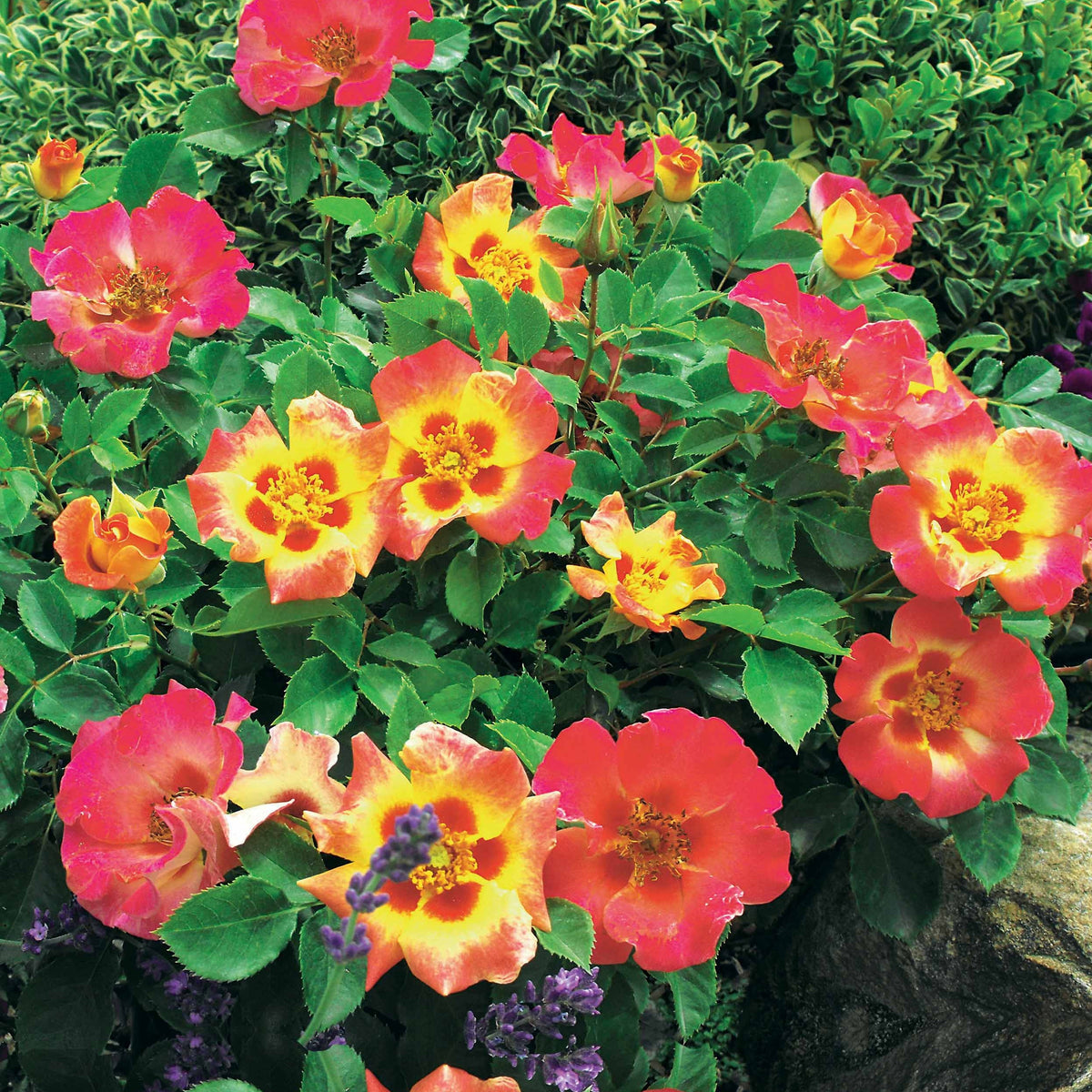 Rose Babylon Eyes ® Sunshine Intereybabnus VOC - Bakker