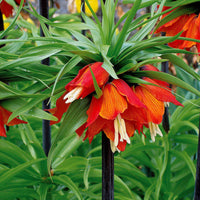 Fritillaria imperialis rubra - Kaiserkrone rot - Fritillaria-Zwiebeln