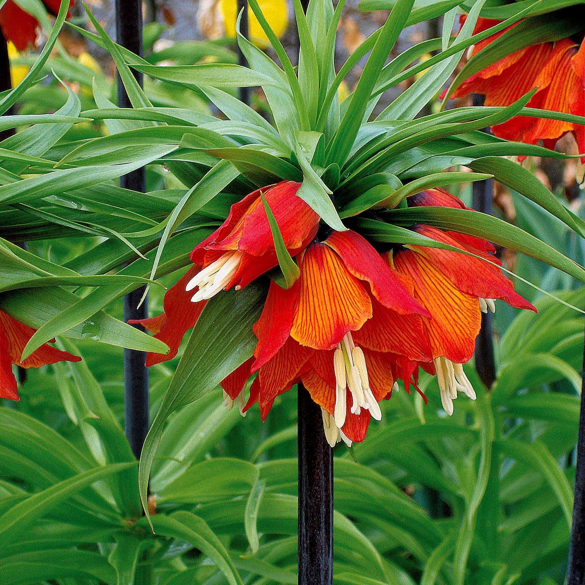 Fritillaria imperialis rubra - Kaiserkrone rot - Fritillaria-Zwiebeln