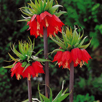 Fritillaria-Zwiebeln - Kaiserkrone rot - Fritillaria imperialis rubra