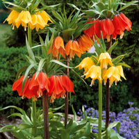 Verkauf Kaiserkrone rot - Fritillaria imperialis rubra
