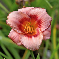 Duft-Taglilien rosa (x2) - Bakker