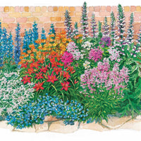 Sommerblumenbeet – Staudenmix (18 Pflanzen) - Acanthus mollis, Heliopsis scabra, Aconitum napellus, Phlox paniculata, Hemrocallis Samy Russel,  Lychnis viscaria, Anaphalis triplinervis, Campanula carpatica - Bakker